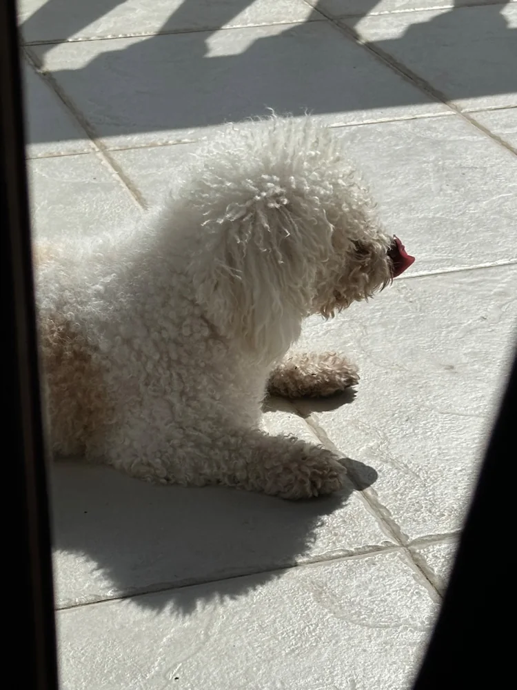 Foto 1 adjunta a la reseña de Magda G. sobre Fresh para perros