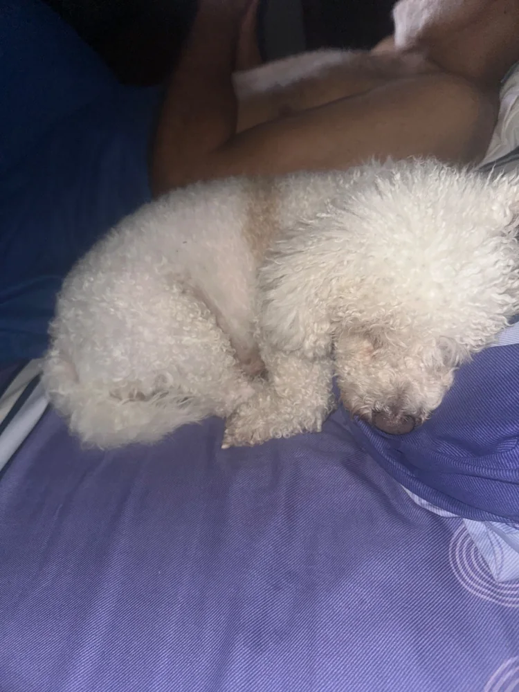 Foto 2 adjunta a la reseña de Magda G. sobre Fresh para perros