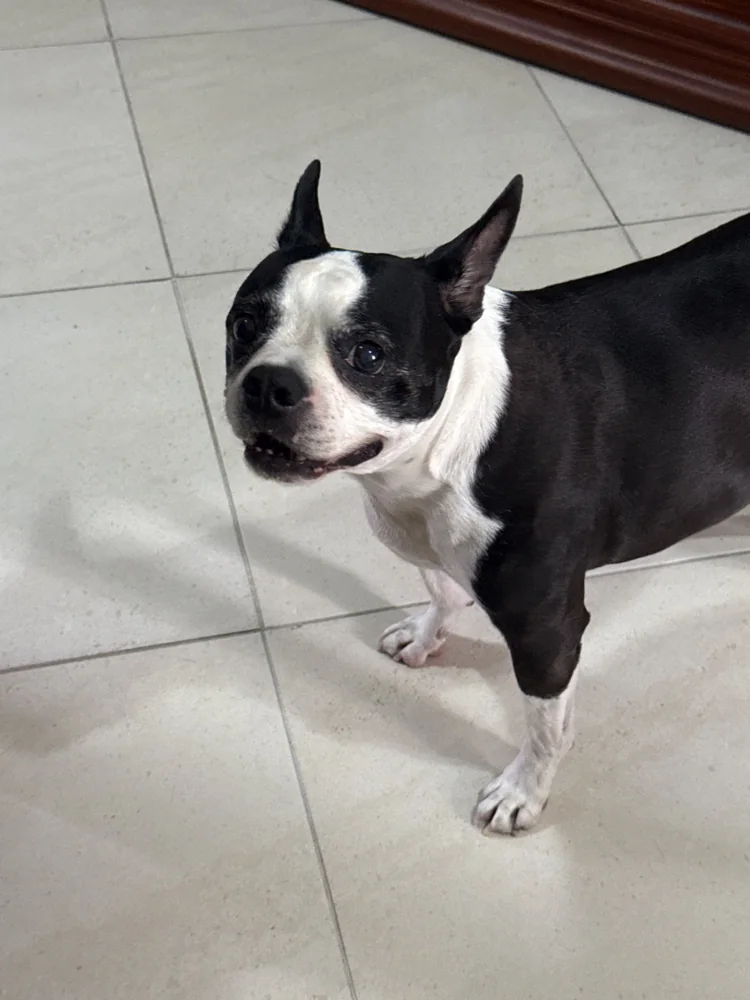 Foto 1 adjunta a la reseña de Luisa J. sobre Fresh para perros